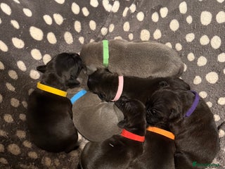 Staffordshire Bull Terrier dogs Staffordshire Bull Terrier Puppies for Sale - Advert 1