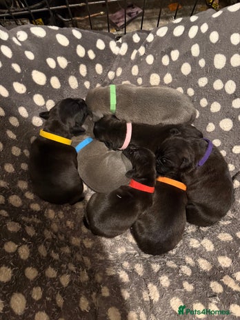 Staffordshire Bull Terrier dogs Staffordshire Bull Terrier Puppies for Sale - Advert 1