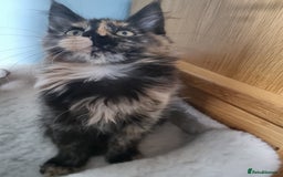 Maine Coon cats for sale: Pedigree GCCF Registered Maincoon Kittens - Image 11