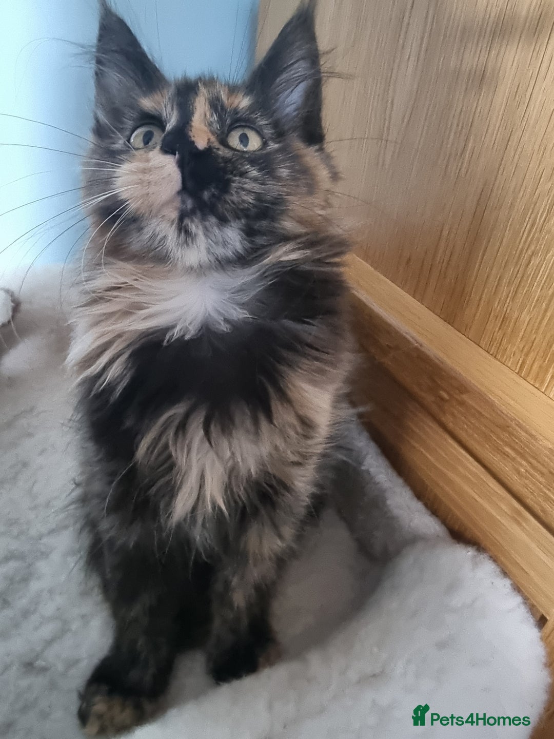 Maine Coon cats for sale: Pedigree GCCF Registered Maincoon Kittens - Image 11