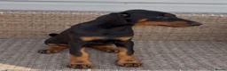 Dobermann dogs for sale: Champion and working lines KC Doberman litter - Advert 9