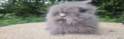 Angora rabbits for sale: ❤️STUNNING IMPORTED PARENTS- TEDDYDWERG BABIES❤️ - Advert 22