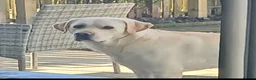 Labrador Retriever dogs for sale: 🐾 Labrador Pups 🐾 - Advert 27