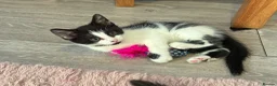 British Longhair cats for sale: 6 stunning kittens - Advert 8