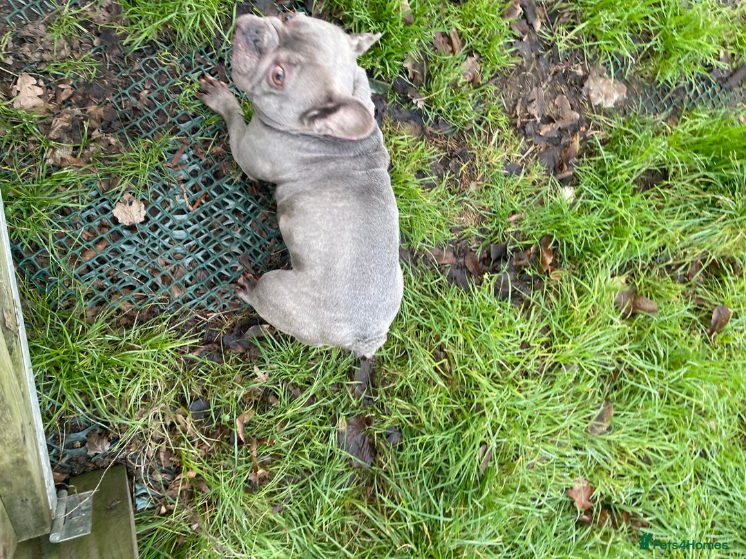 French Bulldog dogs for sale: Frenchie female - Advert 2