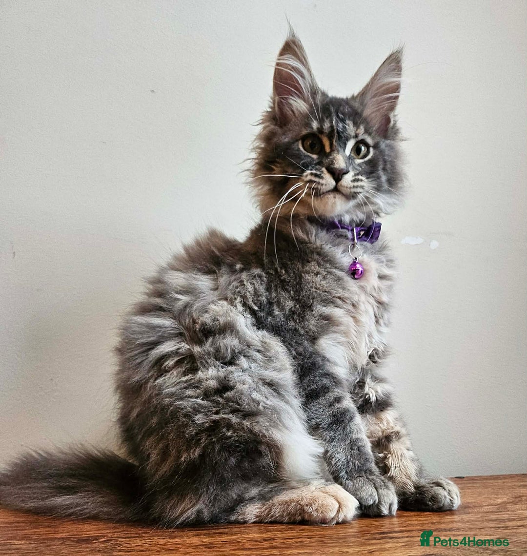 Maine Coon cats for sale: XXL Champion Line Maine Coons – Rare, Very Fluffy! - Advert 9