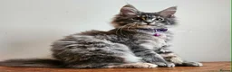 Maine Coon cats for sale: XXL Champion Line Maine Coons – Rare, Very Fluffy! - Advert 10