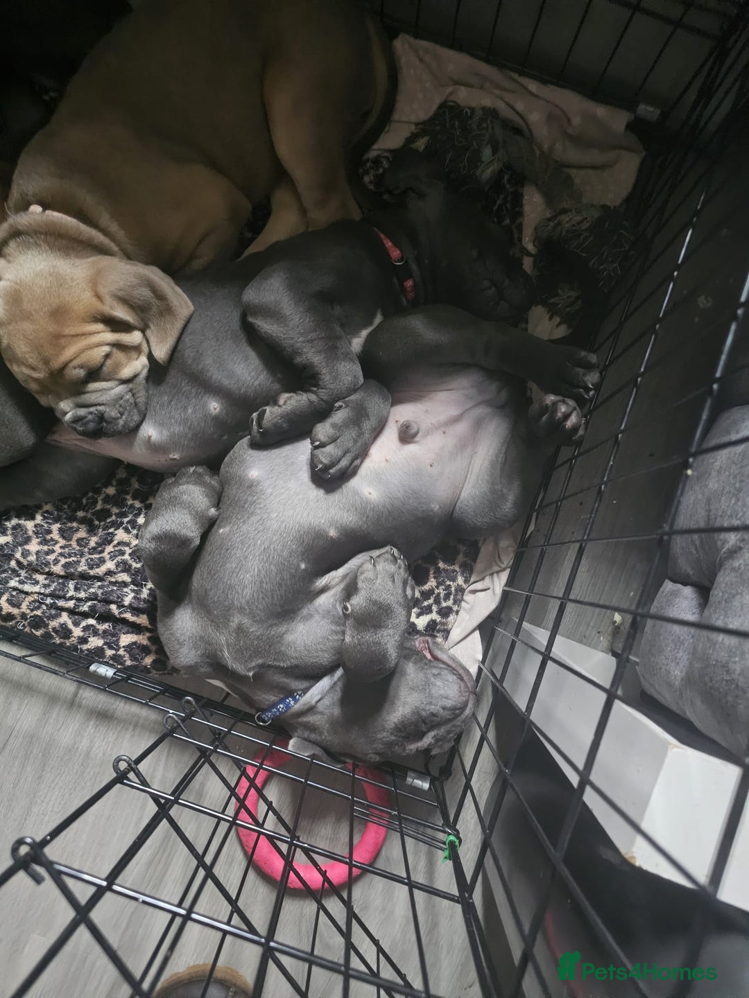 Cane Corso dogs for sale: Cane corso pups  - Image 20