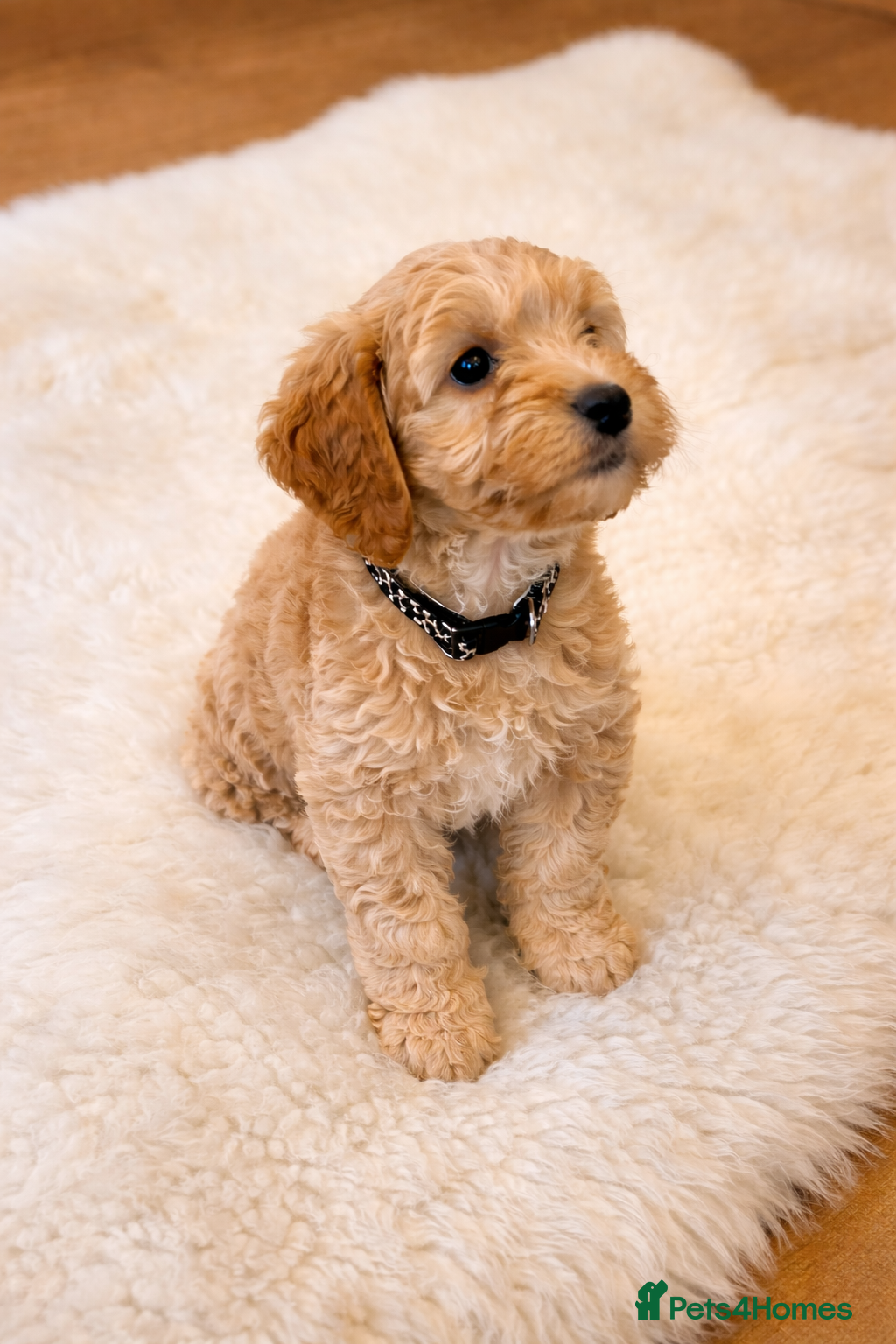 Cockapoo dogs Red Apricot cream white Curly Cockerpoo puppies - Advert 9