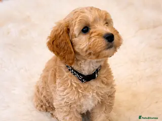 Cockapoo dogs Red Apricot cream white Curly Cockerpoo puppies - Advert 9