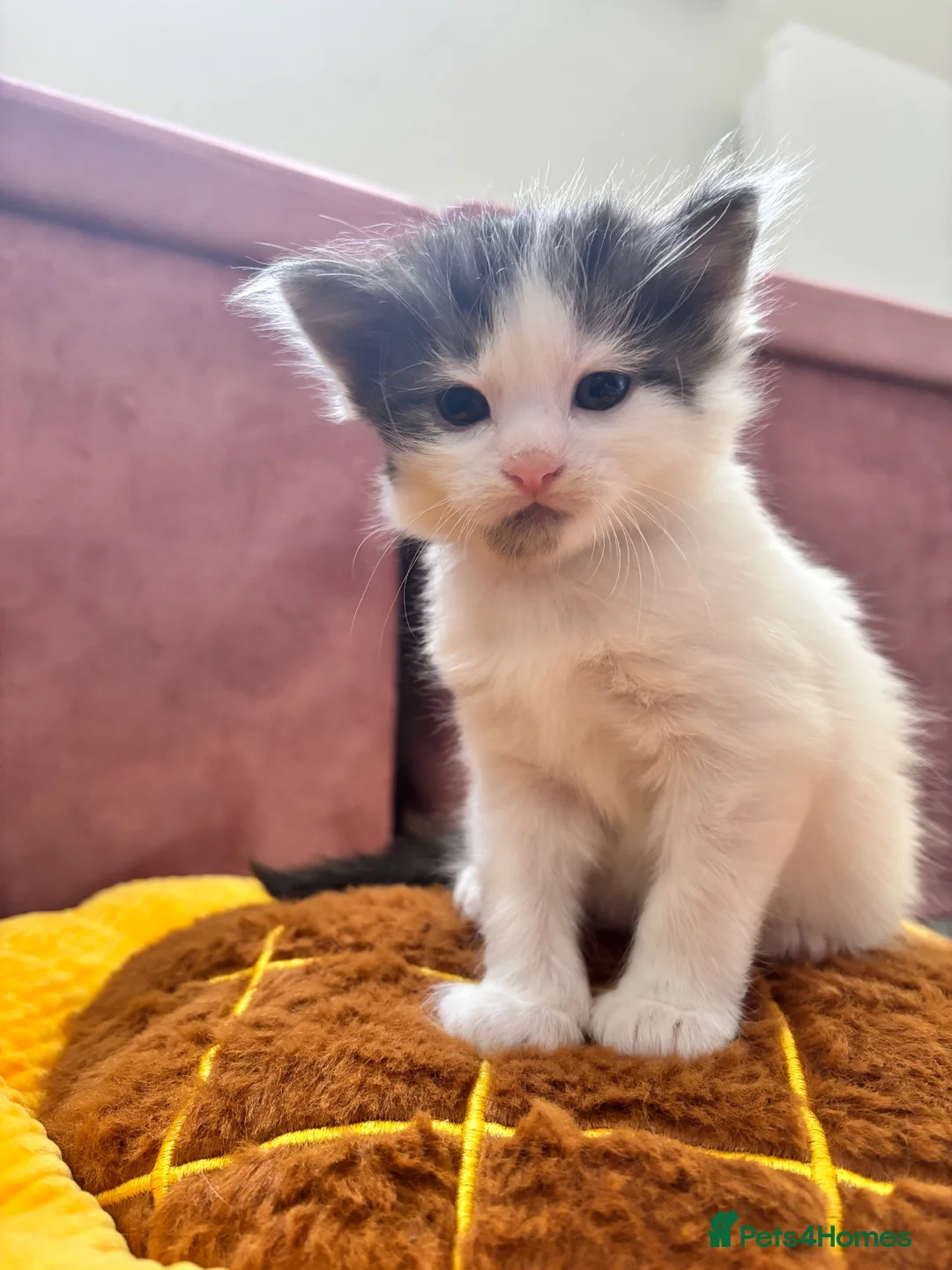 Mixed Breed cats for sale: Adorable and sweet Kittens Ready in September ❤️ - Advert 2