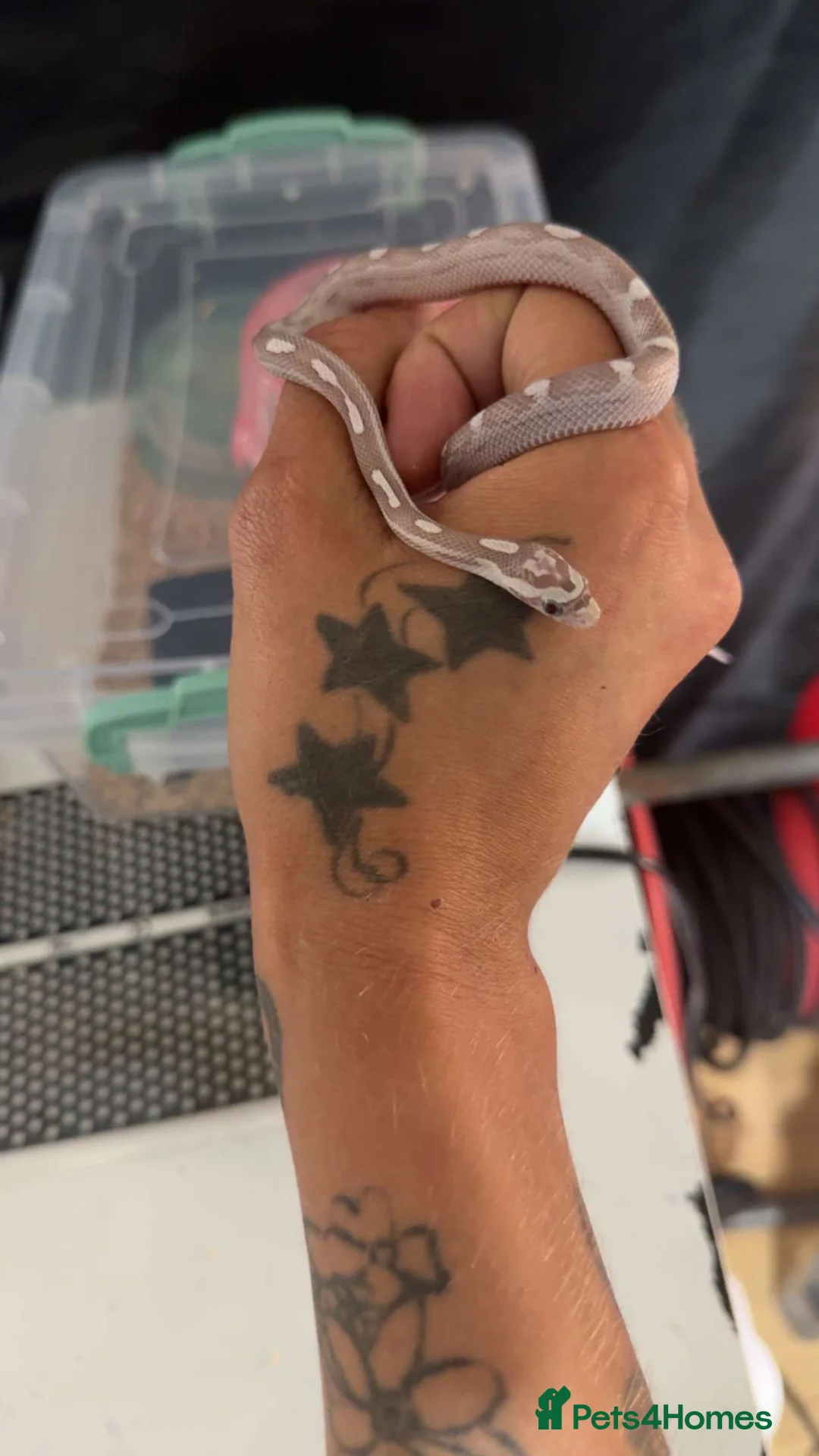 Corn Snake reptiles for sale: Two corn snakes  - Advert 2