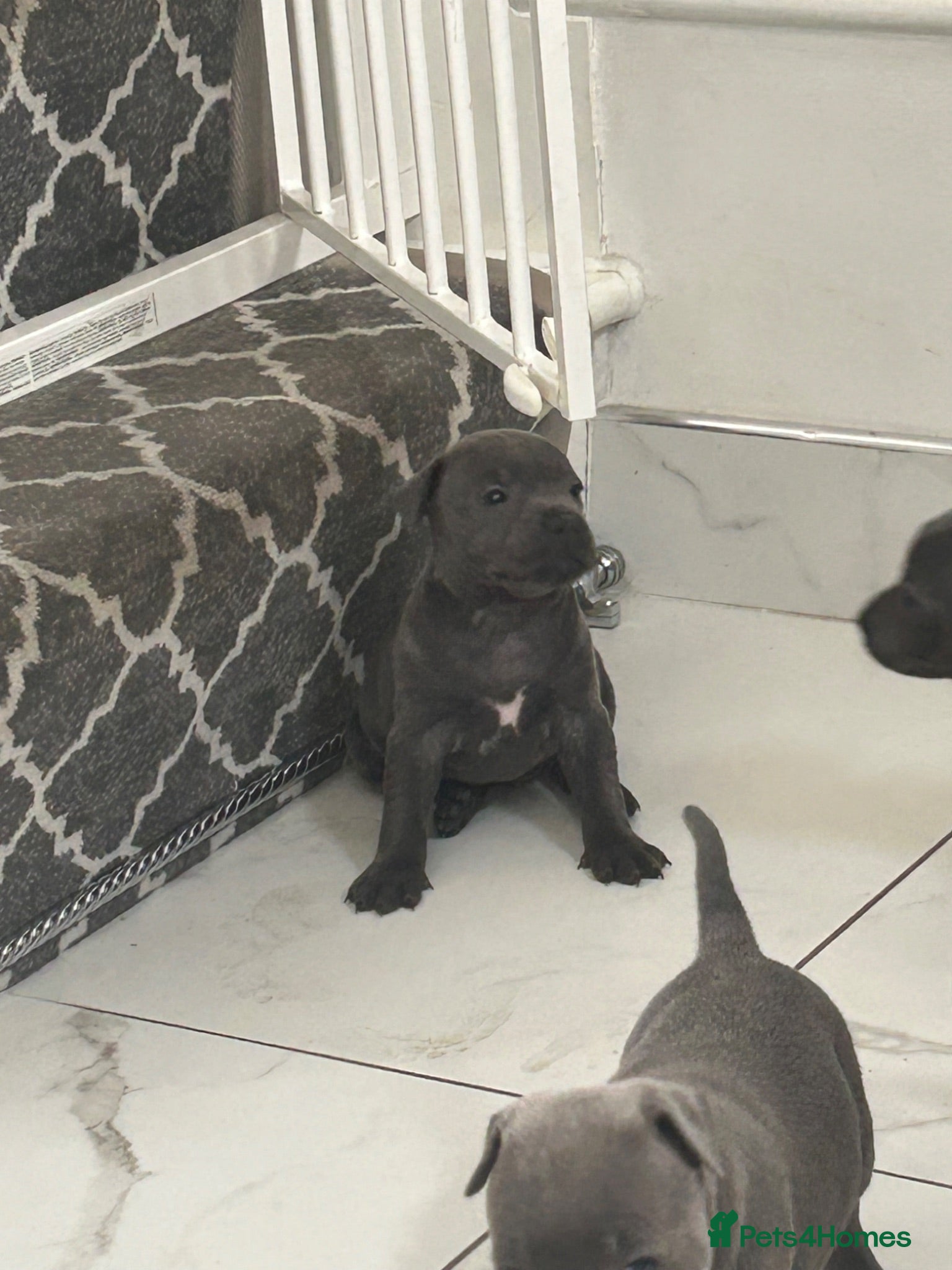 Staffordshire Bull Terrier dogs Staff puppies  - Advert 1