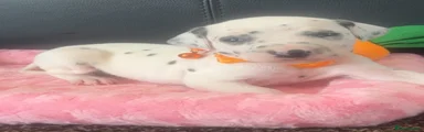 Orange collar 