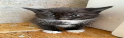 Mixed Breed cats for sale: Pure british shorthair Mother kittens - Advert 4
