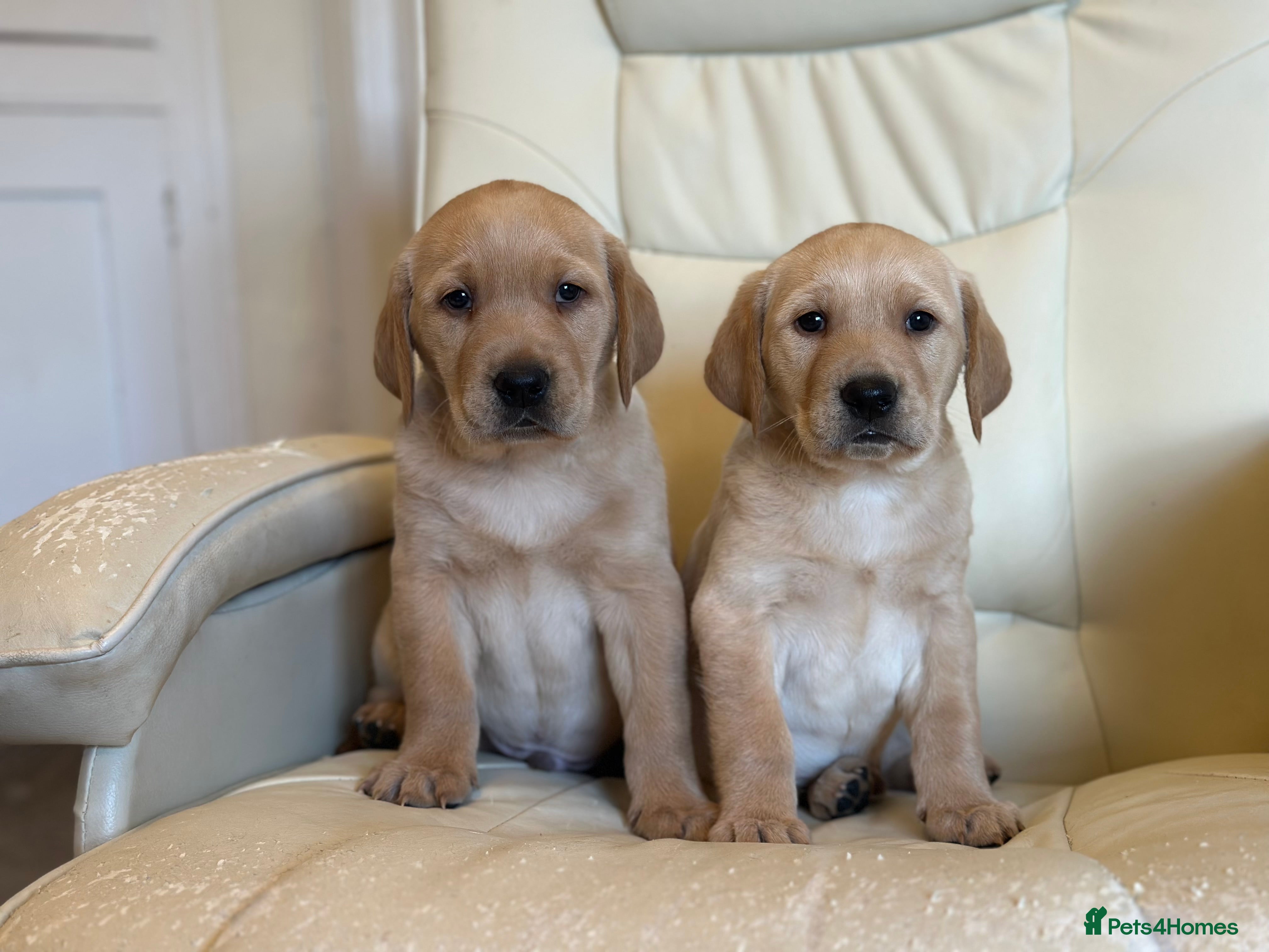 Golden Retriever dogs Friendly happy healthy, stunning puppies  - Advert 5