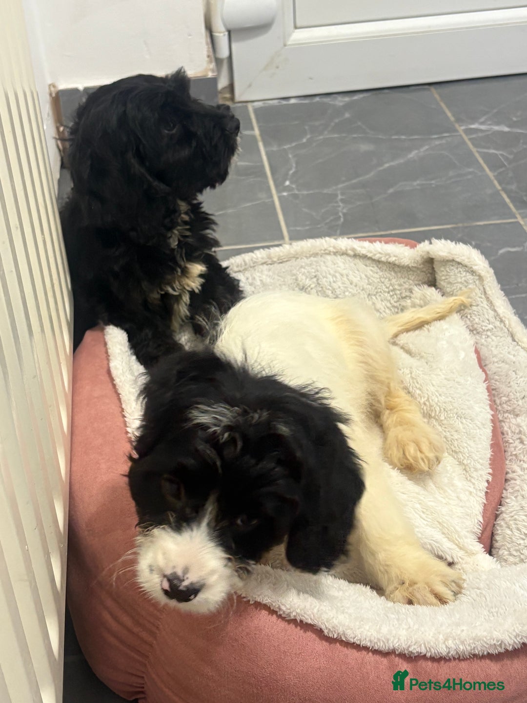 Cockapoo dogs for sale: cockapoos  - Image 4