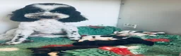 Cavapoo dogs for sale: Beautifull health tested cavapoos  - Advert 6