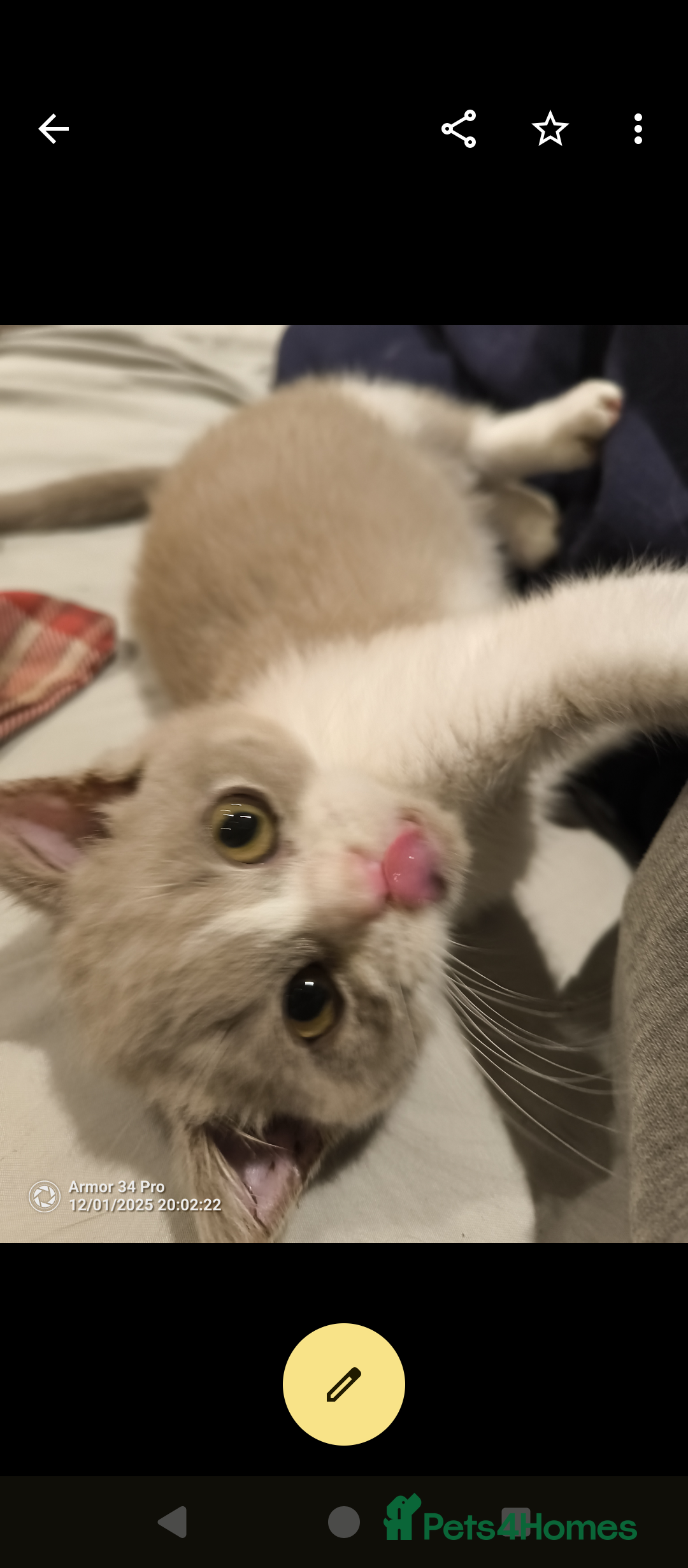 British Shorthair cats for sale: 3 beautiful little British short hair kittens   - Advert 3