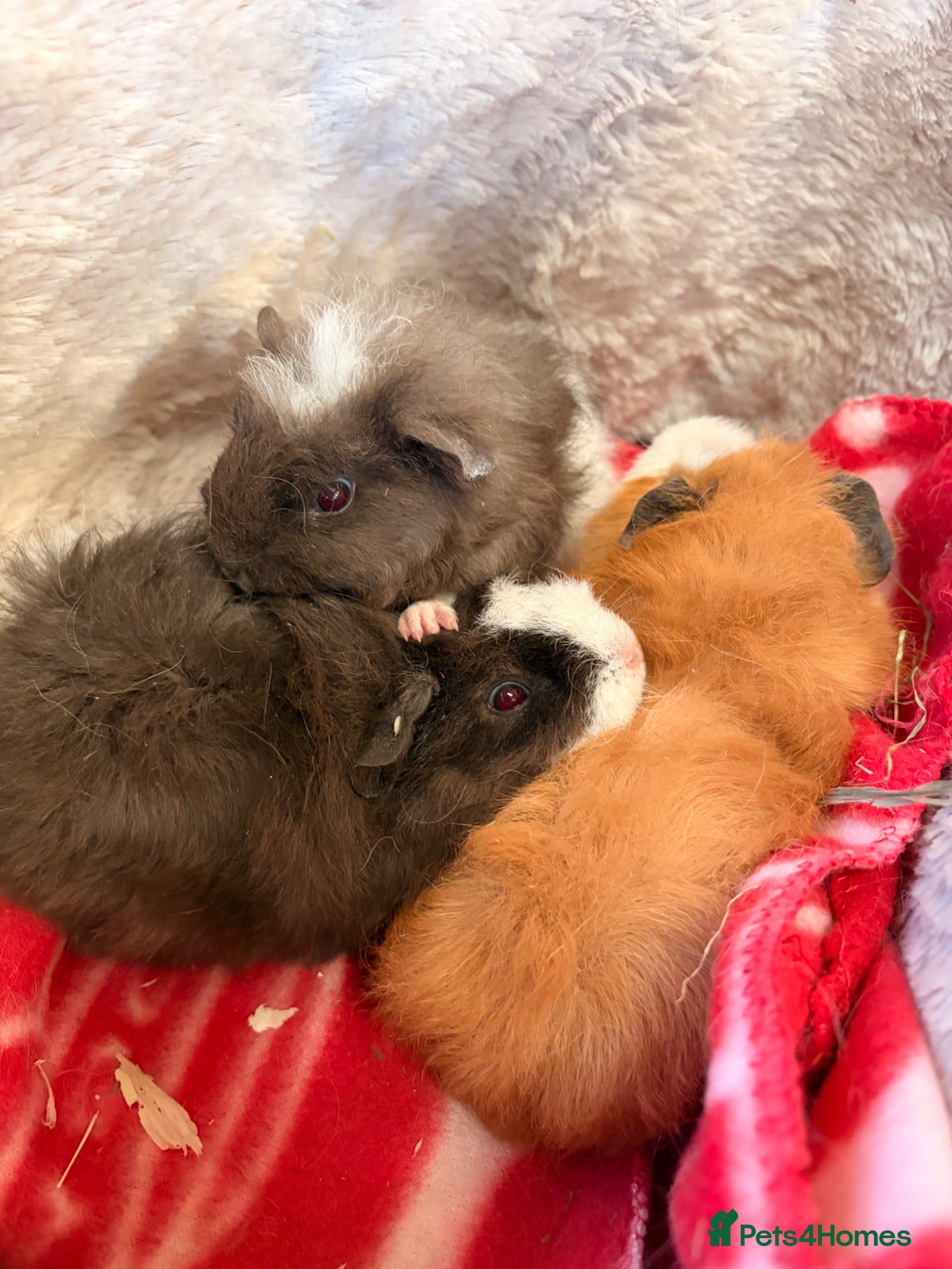 Guinea Pig rodents BEAUTIFUL BABY GUINEA PIGS, BOYS AND GIRLS - Advert 10