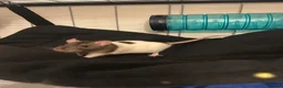 Rat rodents for sale: Trio of Male Rats - Advert 7