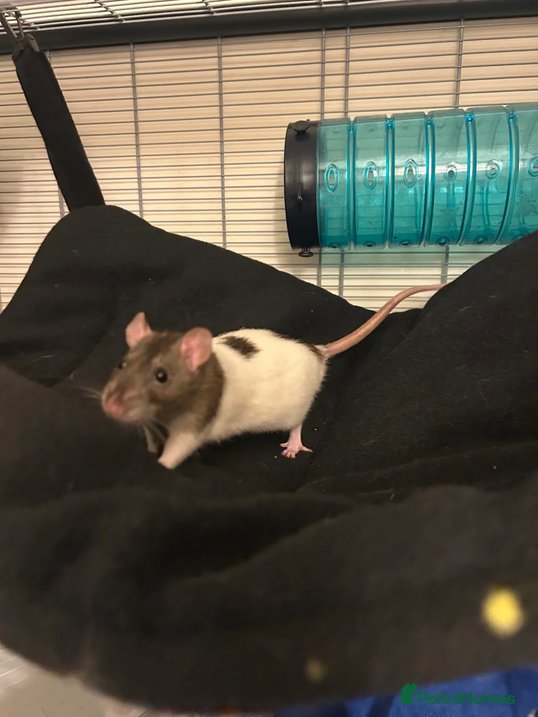 Rat rodents for sale: Trio of Male Rats - Advert 7