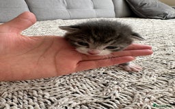 British Shorthair cats for sale: British Short kittens - Image 16