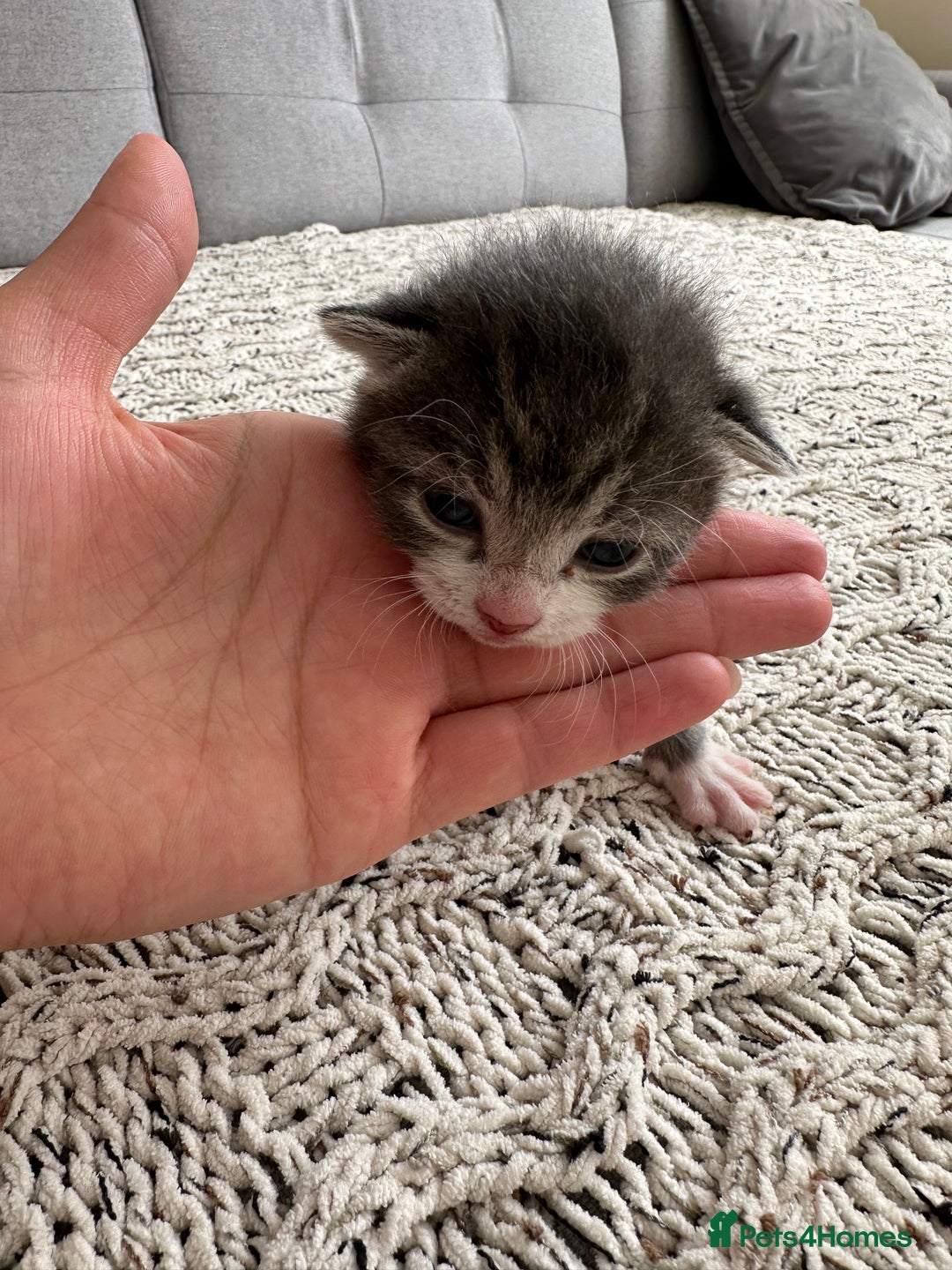 British Shorthair cats for sale: British Short kittens - Image 16