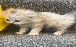 Mixed Breed cats for sale: Half Persian chinchilla and Taby mixed breed - Image 9