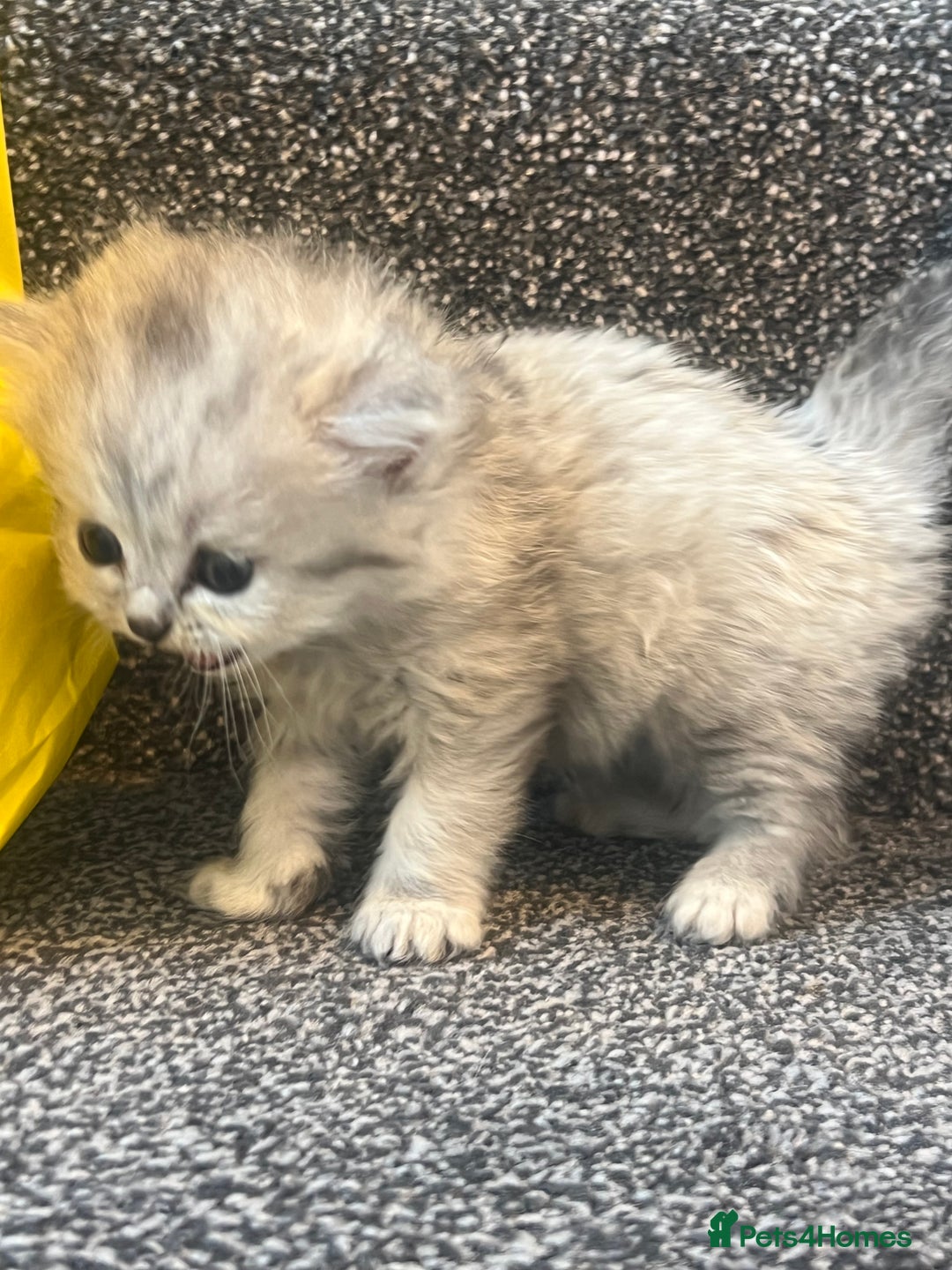 Mixed Breed cats for sale: Half Persian chinchilla and Taby mixed breed - Image 9