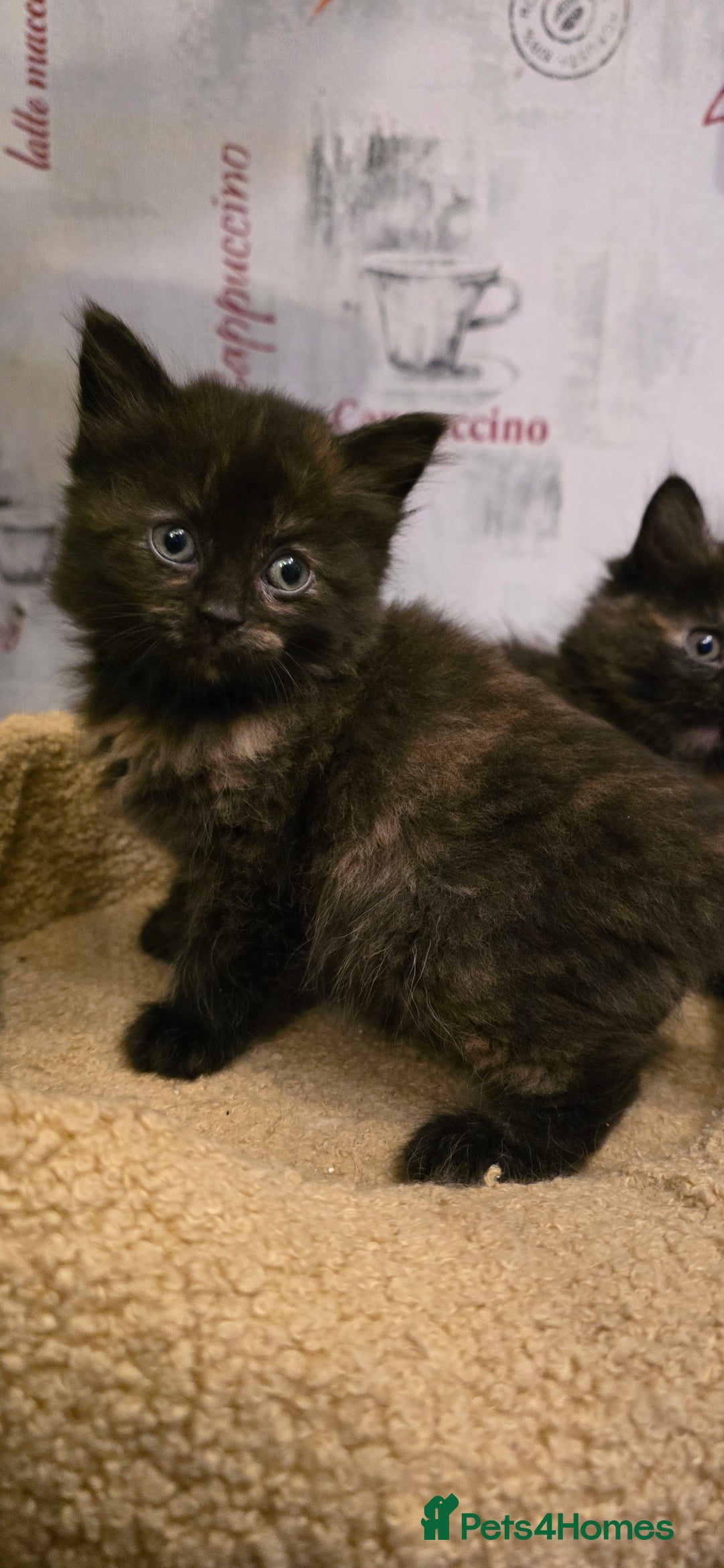 Scottish Fold cats for sale: Scottish fold kittens with straight ears - Advert 11