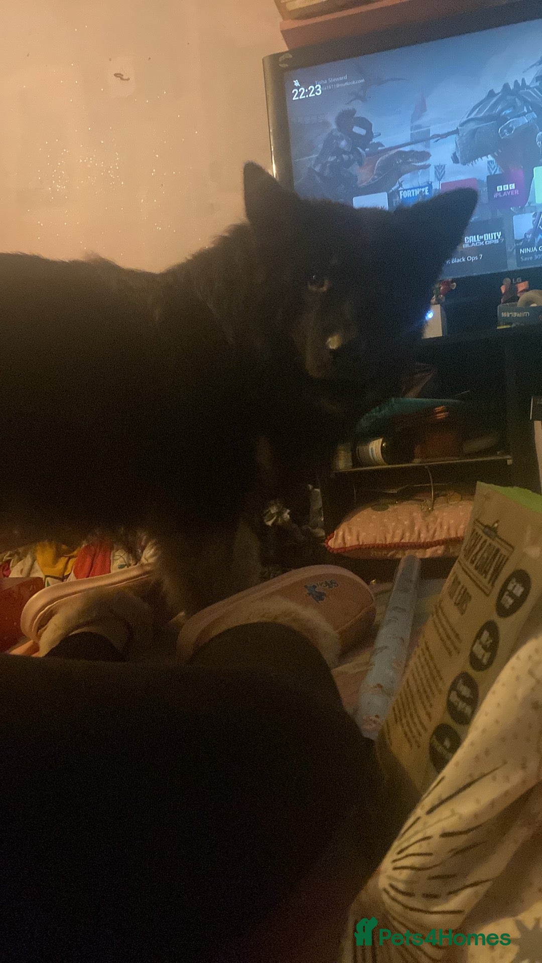 Mixed Breed dogs Male German shepherd cross malamute  - Advert 6