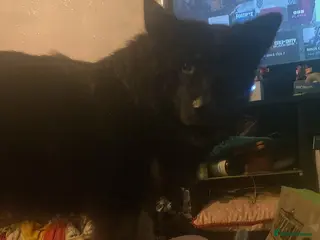 Mixed Breed dogs Male German shepherd cross malamute - Advert 6