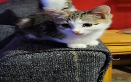 Mixed Breed cats for sale: Kittens for sale  - Advert 3