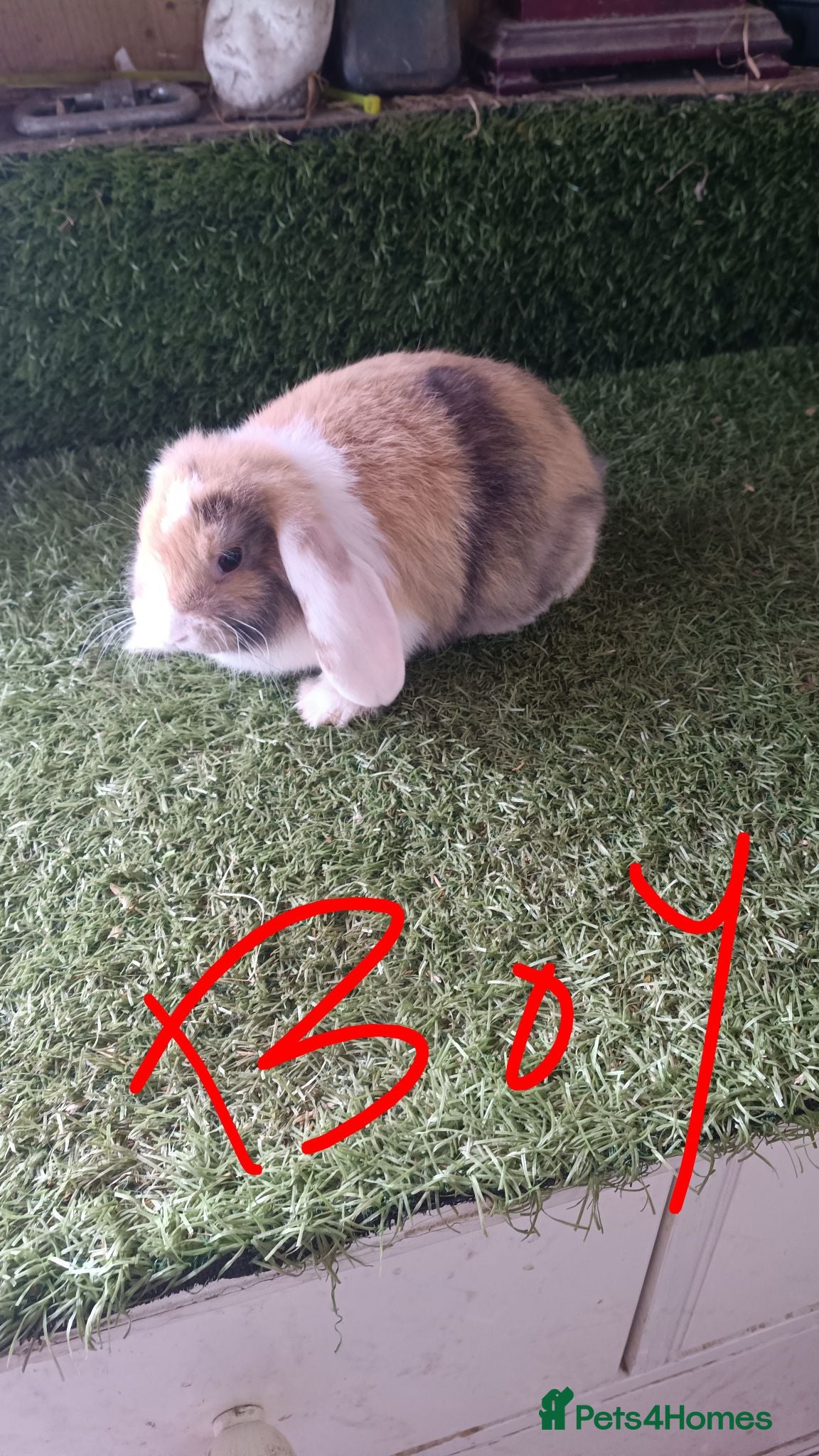 Mini Lop rabbits Mini lops  - Advert 16