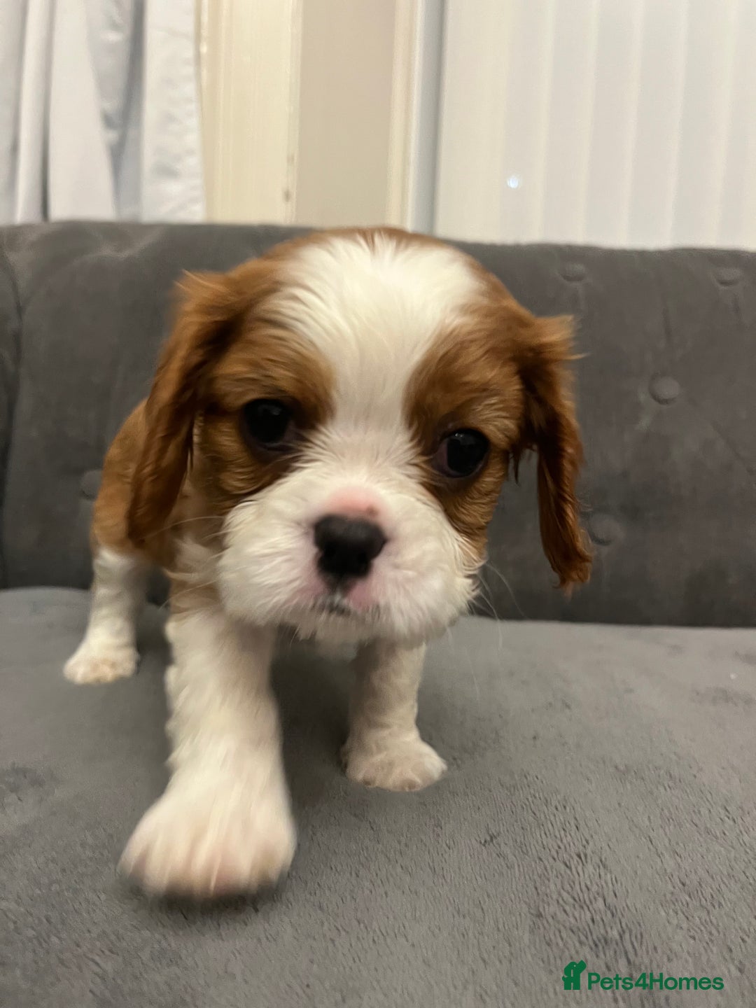 Cavalier King Charles Spaniel dogs for sale: Stunning Cavalier King Charles Spaniels - Image 18