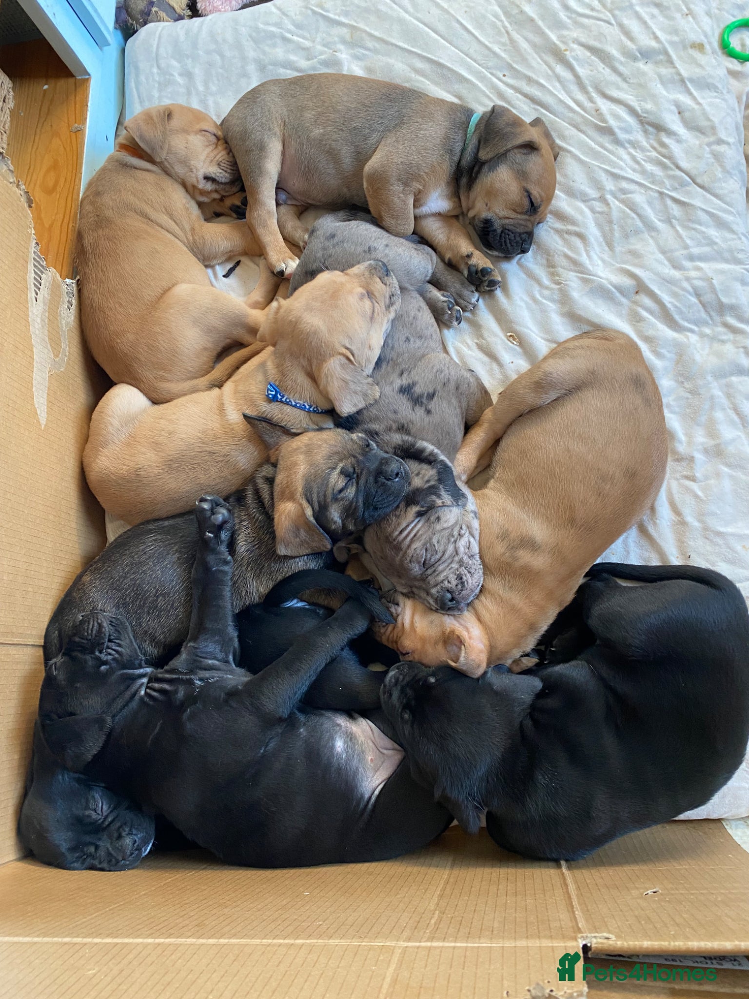 Mixed Breed dogs Frenchie cane corso cross puppies for sale  - Advert 7