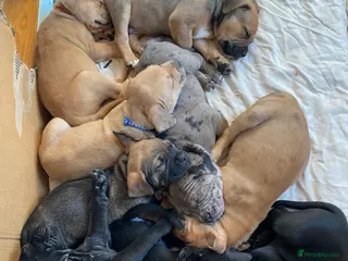 Mixed Breed dogs Frenchie cane corso cross puppies for sale - Advert 6