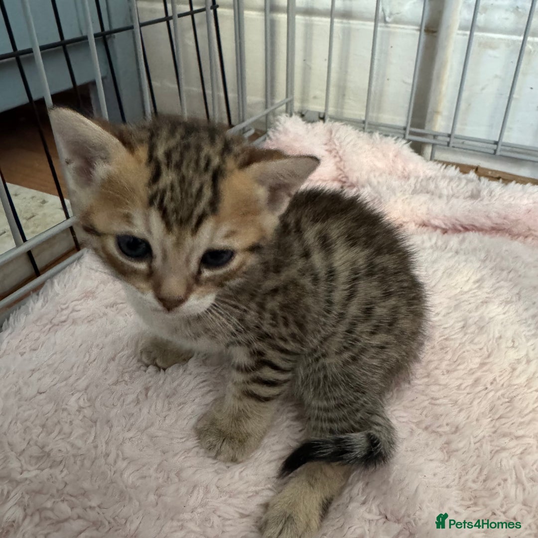 Savannah cats for sale: Only 1 girl savannah still available.  - Advert 7