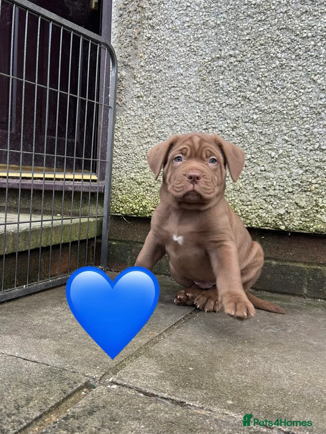 Mixed Breed dogs for sale: Presa X Neo puppies R2G! last available female  - Advert 18