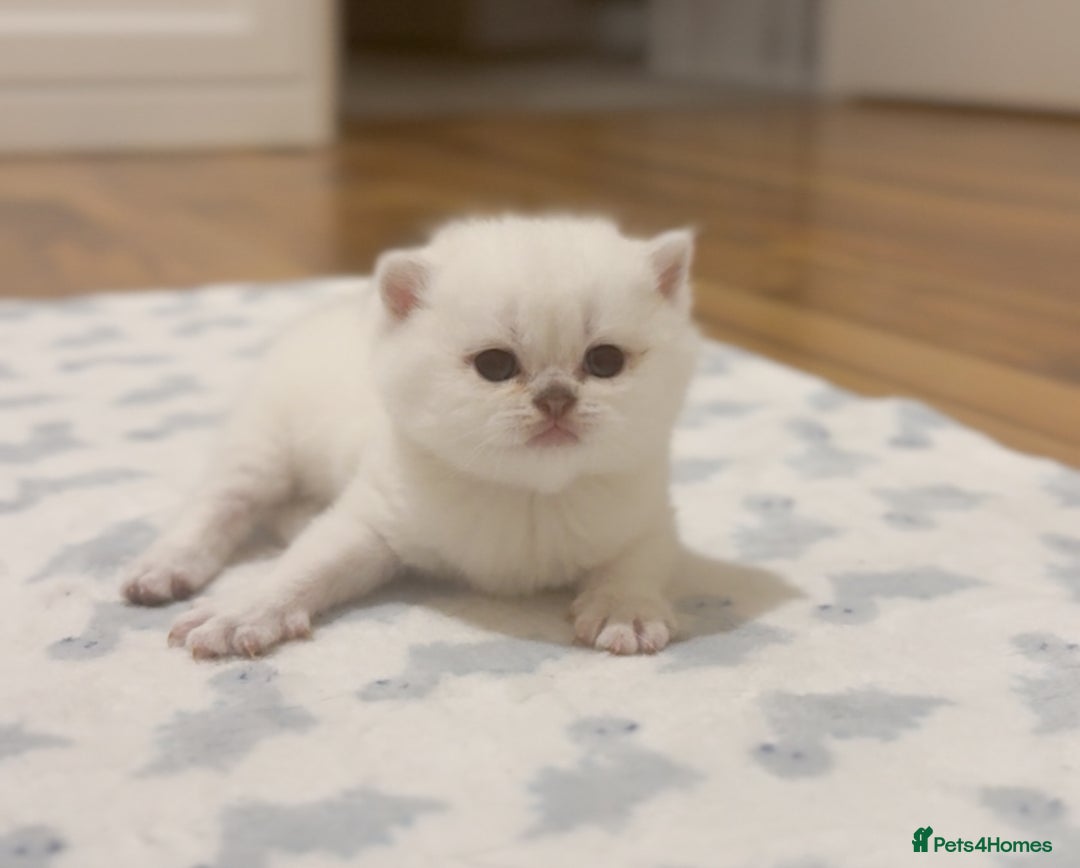British Shorthair cats for sale: Pedigree British Shorthair kittens - Image 15