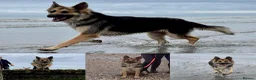 German Shepherd dogs for sale: KC reg Chunky bold liver bitch puppies  - Advert 11