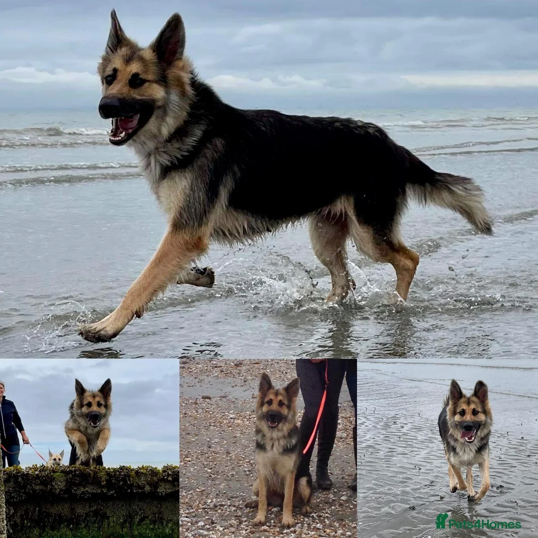 German Shepherd dogs for sale: KC reg Chunky bold liver bitch puppies  - Advert 11