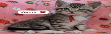 Maine Coon Kitten 4