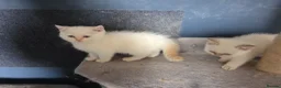 British Shorthair cats for sale: Beautiful British Shorthair girls available   in Basildon - Advert 8