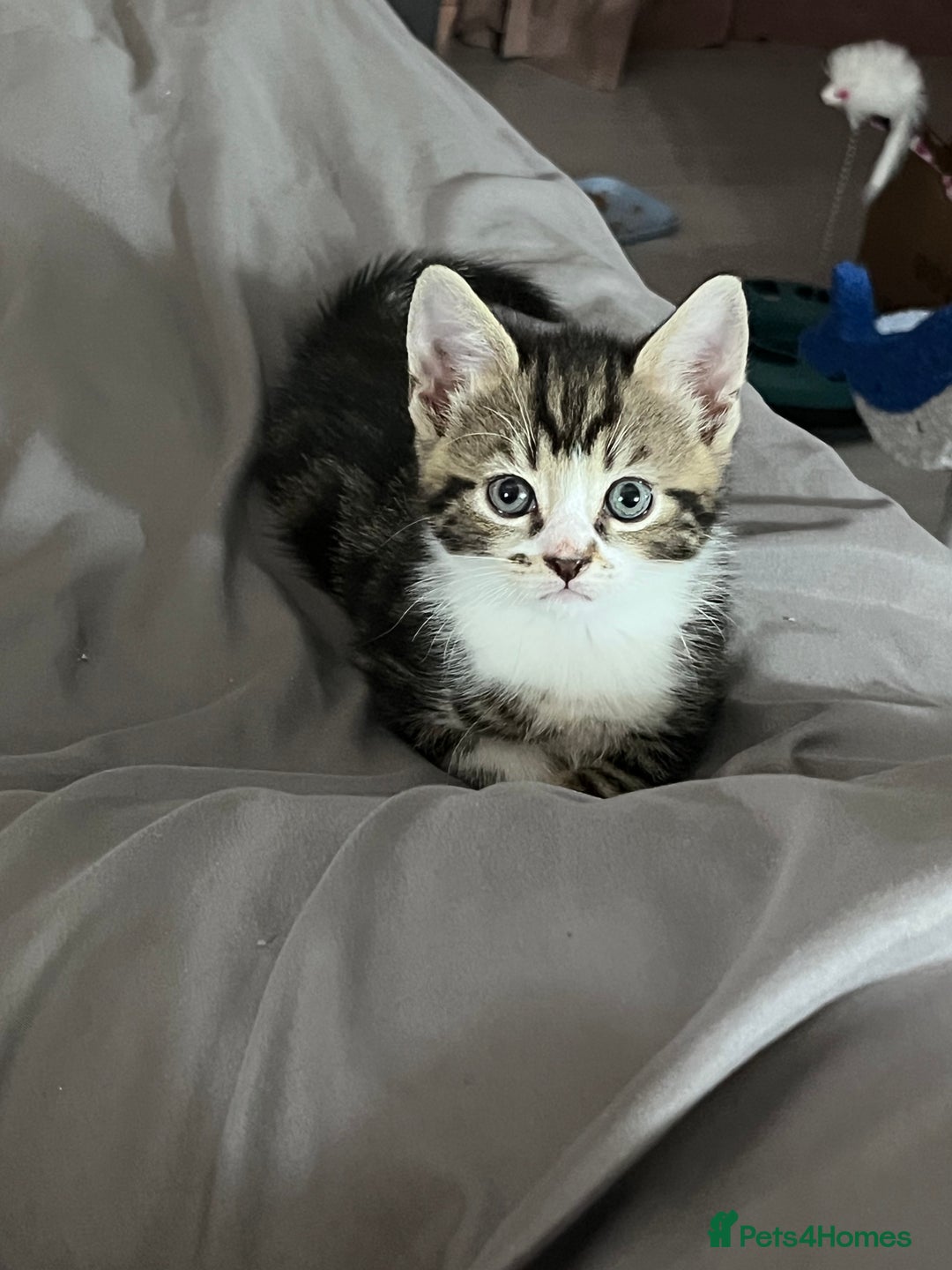 Mixed Breed cats for sale: Kittens for sale - 2  in Brighton - Image 3