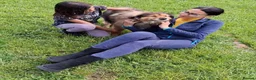Mixed Breed dogs for adoption: Baloo, 10 yrs approx. Available for adoption. in Brixham - Advert 4