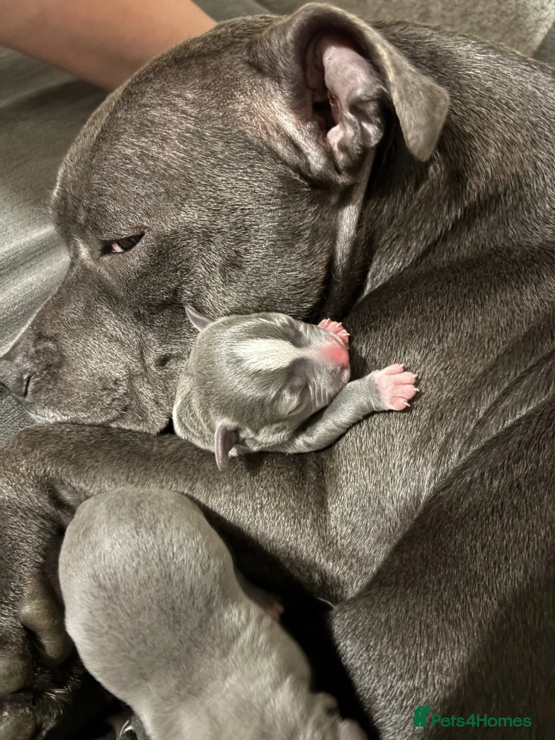 Staffordshire Bull Terrier dogs for sale: Staffordshire Bull Terrier puppies x8 in Swadlincote - Advert 2
