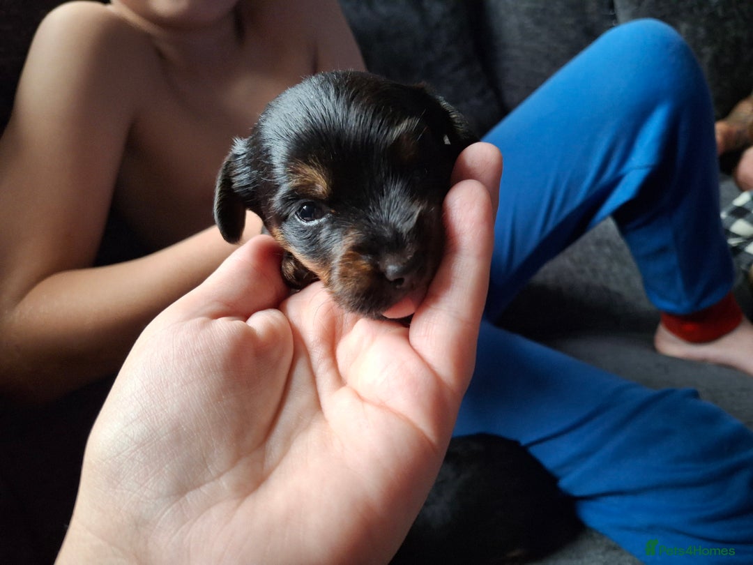 Mixed Breed dogs for sale: Two healthy Dorkies  - Image 4
