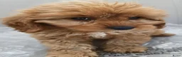 Cavapoo dogs for sale: F1 Cavapoo Puppies Available Now  - Advert 7